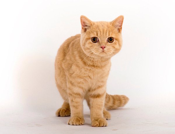 A ginger moggy