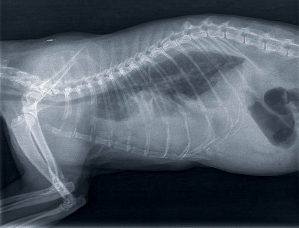 Xray